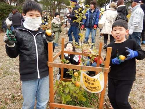 200125泉北レモン収穫祭@公社茶山台団地