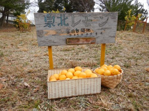 200125泉北レモン収穫祭@公社茶山台団地